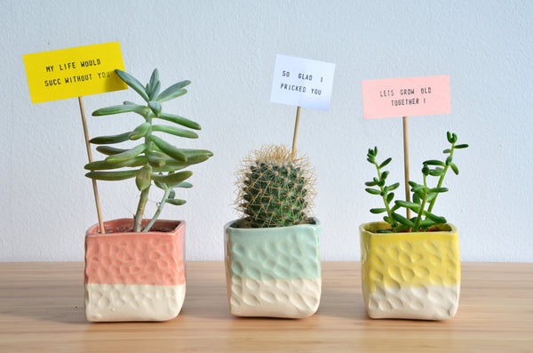 Handmade ceramic indoor planter | Eat & Sip pottery Singapore