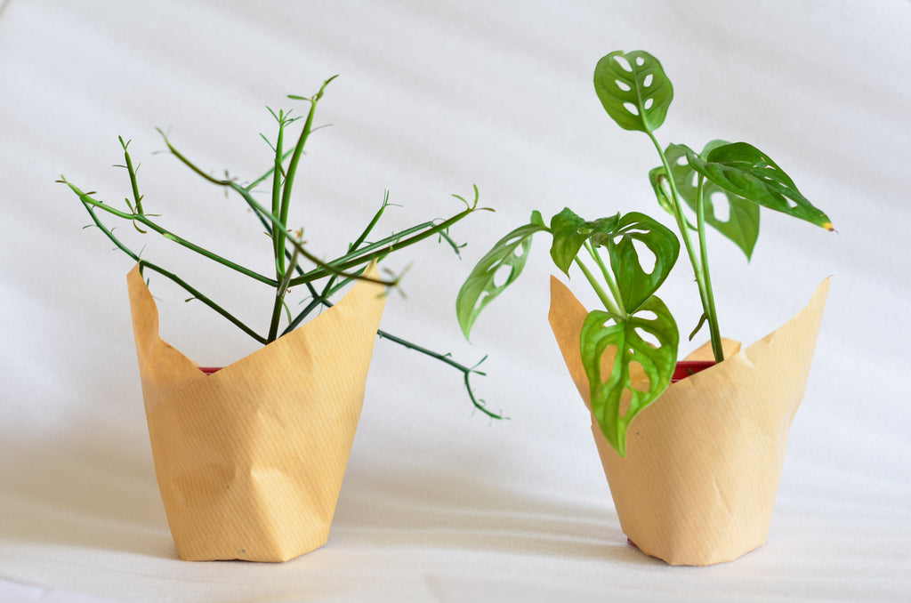 Group Partner ceramic pot | Hand made planter Singapore