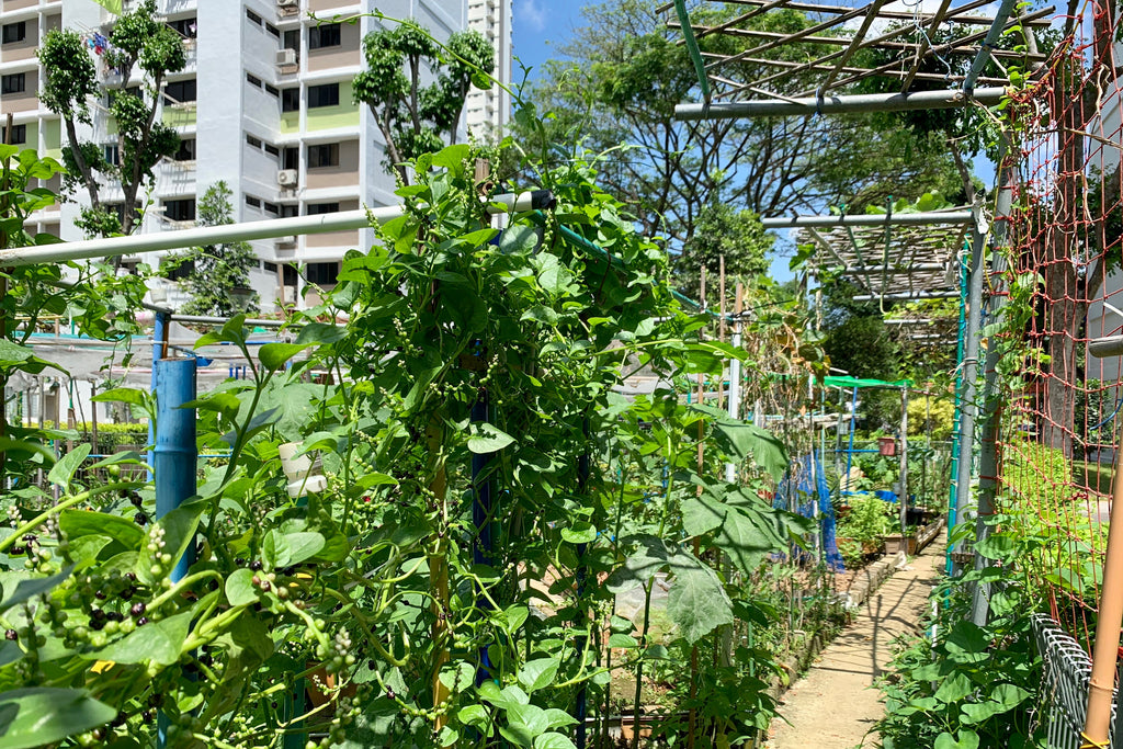 Urban farming in Singapore - A local community garden!