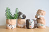 Group Partner Young Love confetti boy planters in Singapore - handmade tableware