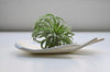 Hellorat project handmade ceramics Singapore | Eat & Sip tableware