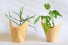 Group Partner planters in Singapore - monstera adansonii and pencil cactus