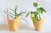 Group Partner planters in Singapore - Eat & Sip handmade tableware