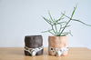 Group Partner confetti planters in Singapore - handmade pot